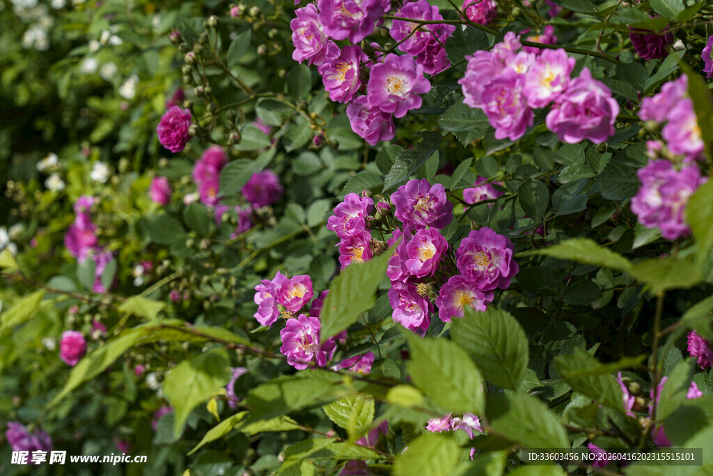 绽放的紫色花卉