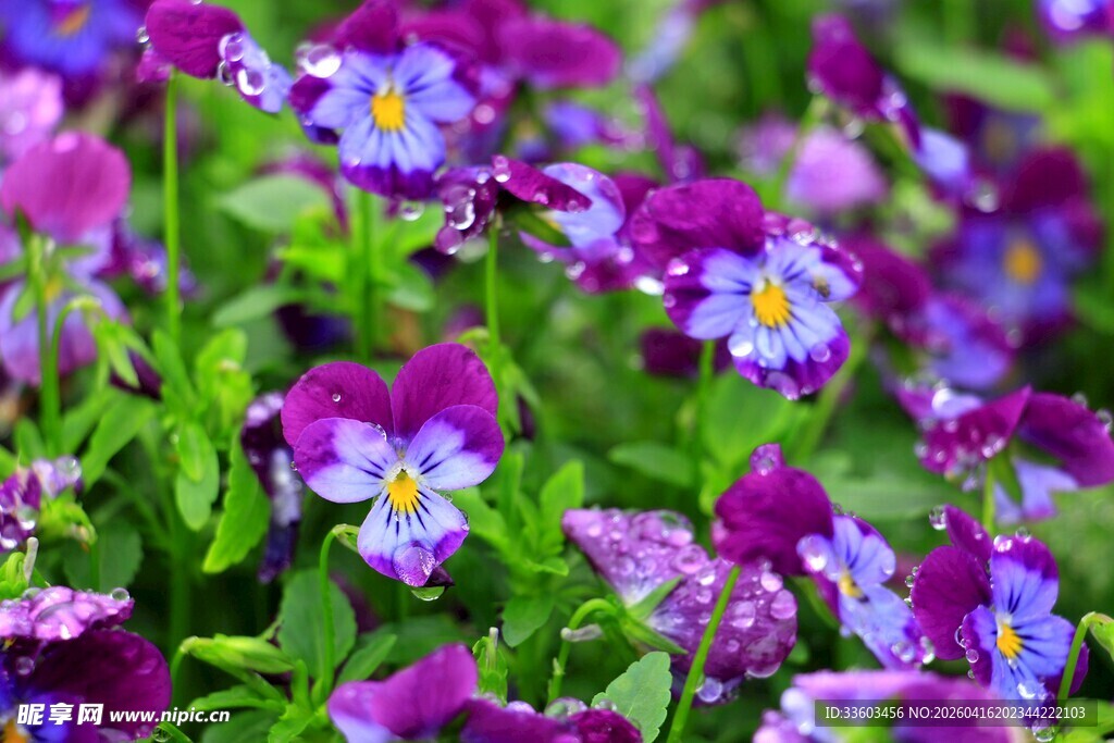 紫色三色堇花丛特写