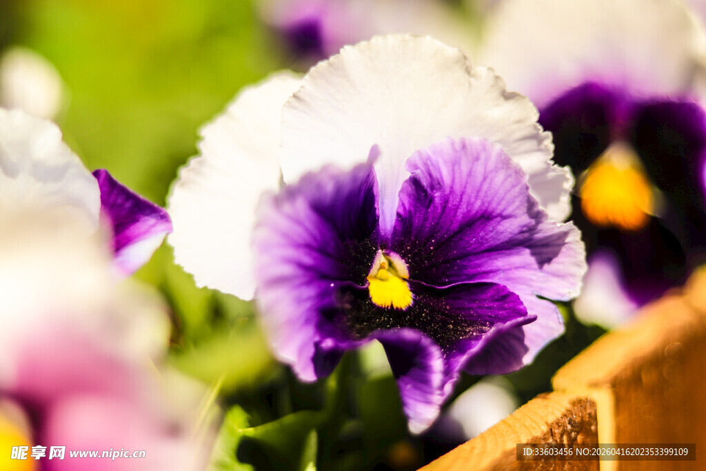 紫色三色堇花卉特写