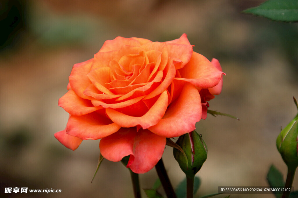 娇艳橙红色月季花绽放