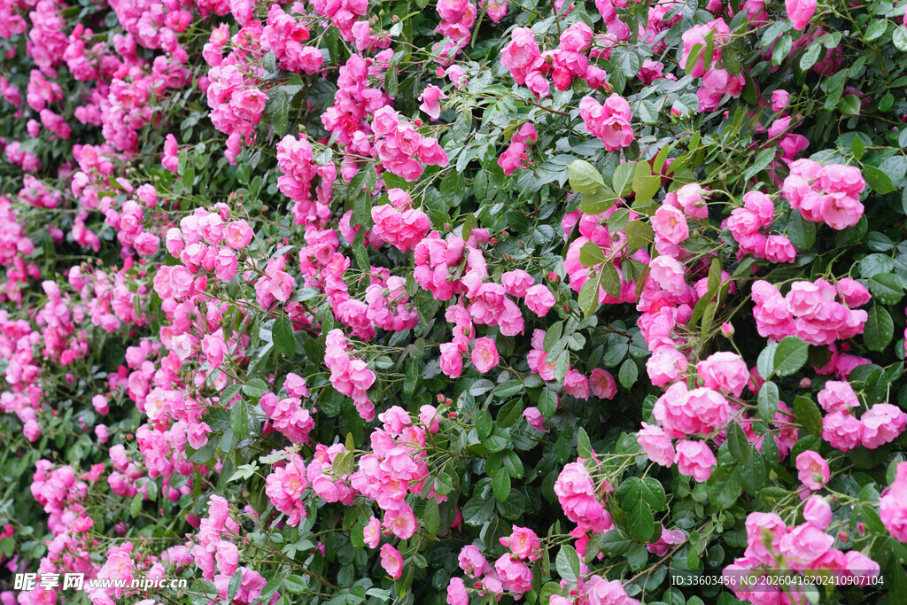 粉色繁花绽放的美丽景象