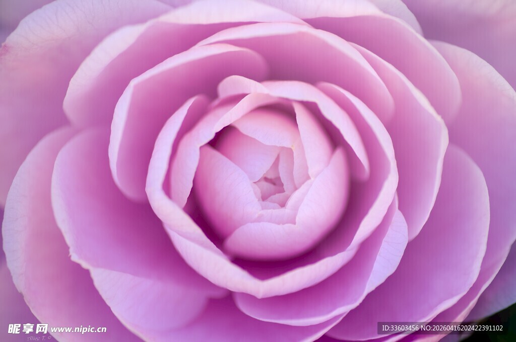 粉色柔美盛开的娇艳花朵