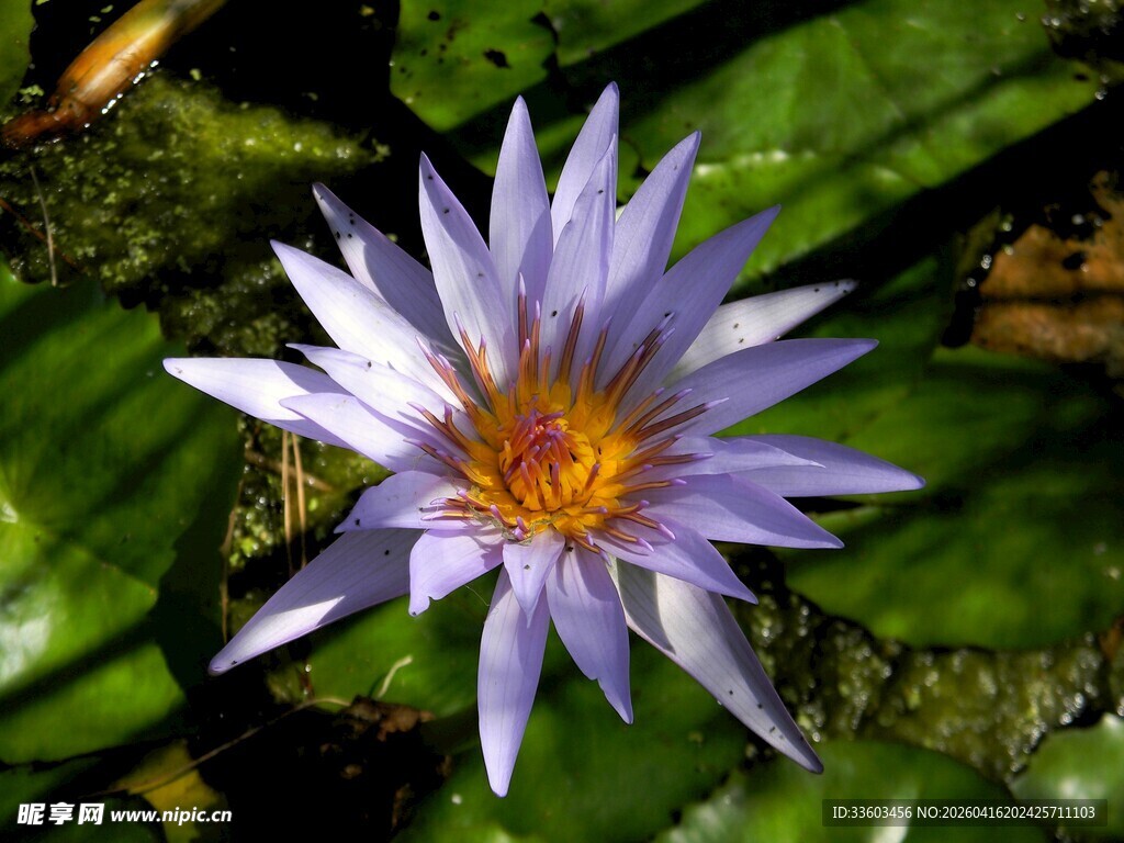 美丽紫睡莲绽放于绿叶间