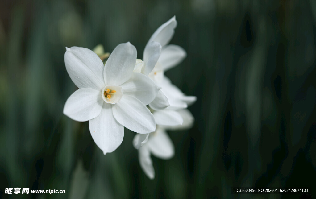 清新白色水仙花绽放