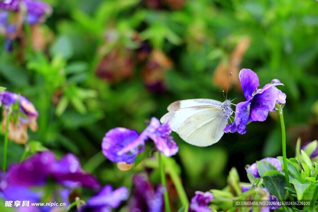 紫花上的白色蝴蝶