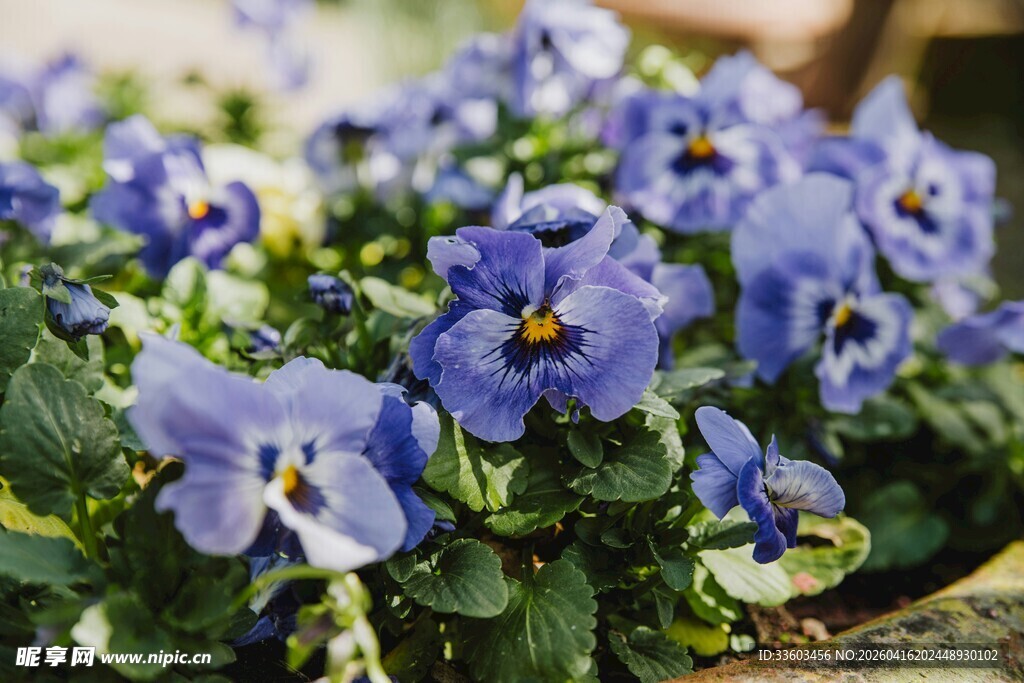 蓝紫色三色堇花卉特写