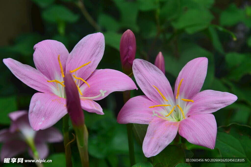 娇艳粉色风雨兰绽放