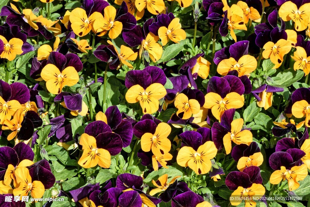 三色堇花海绽放