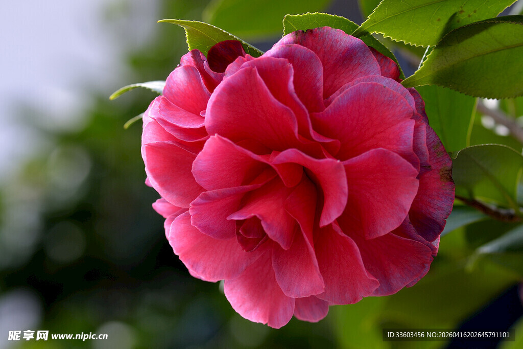 娇艳欲滴的粉红色山茶花