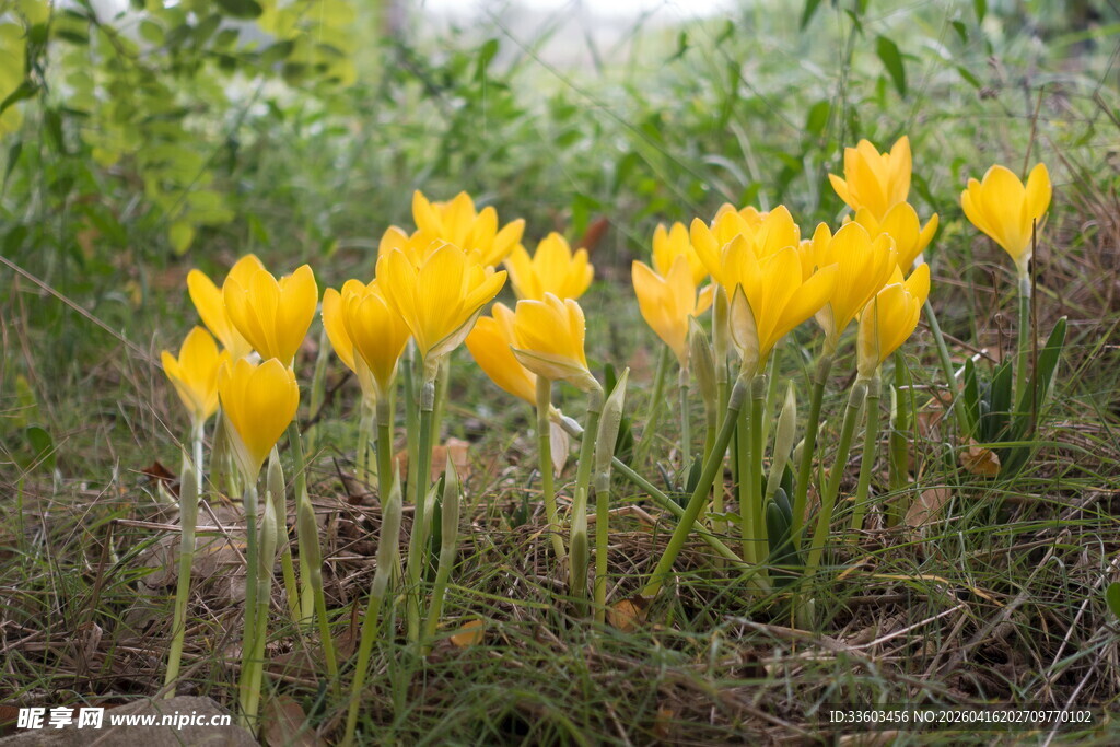 野外绽放的黄色美丽花朵