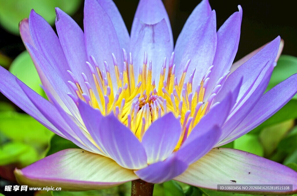 美丽紫睡莲特写