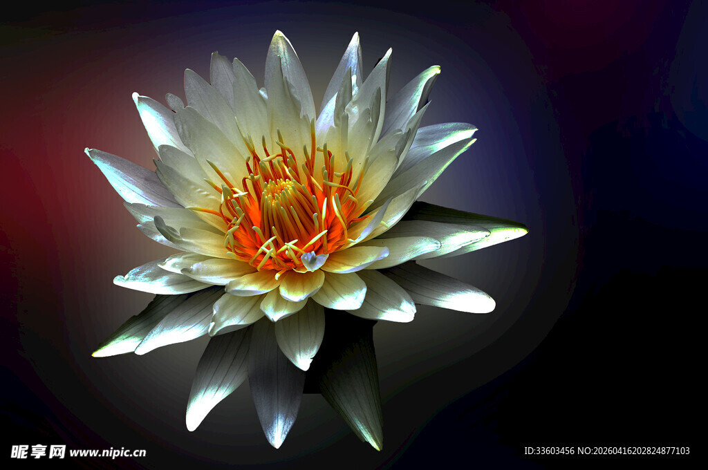 梦幻绽放的白色莲花