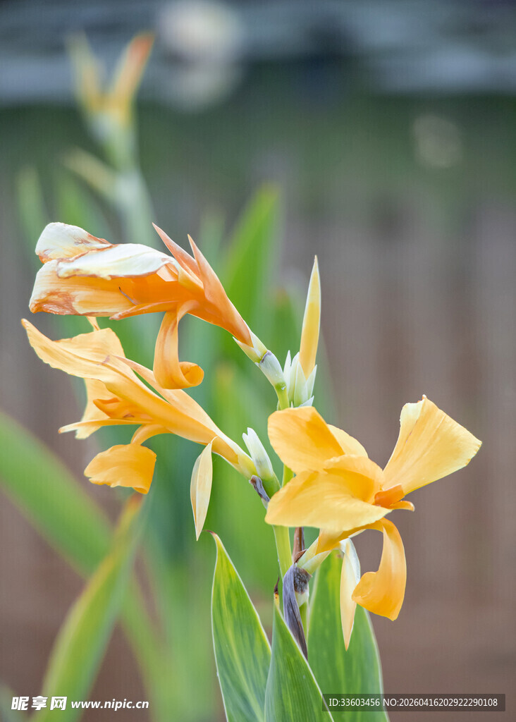 黄色美人蕉绽放