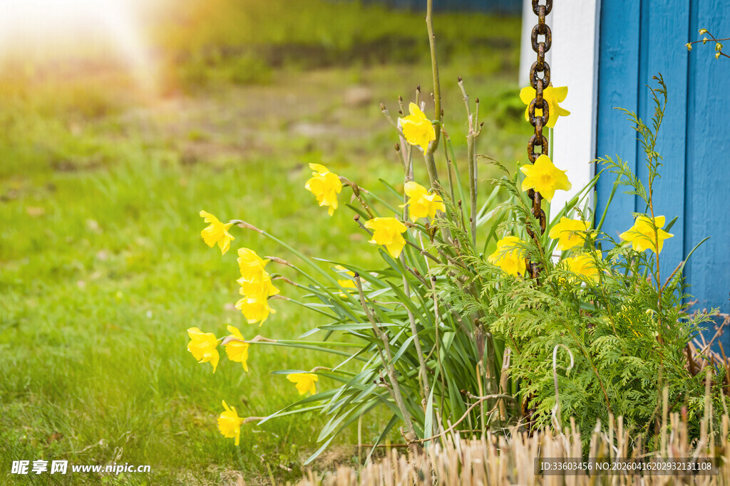 蓝墙边绽放的黄色小花