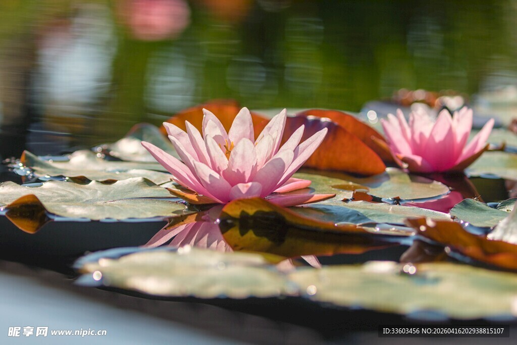 水中娇艳睡莲绽放
