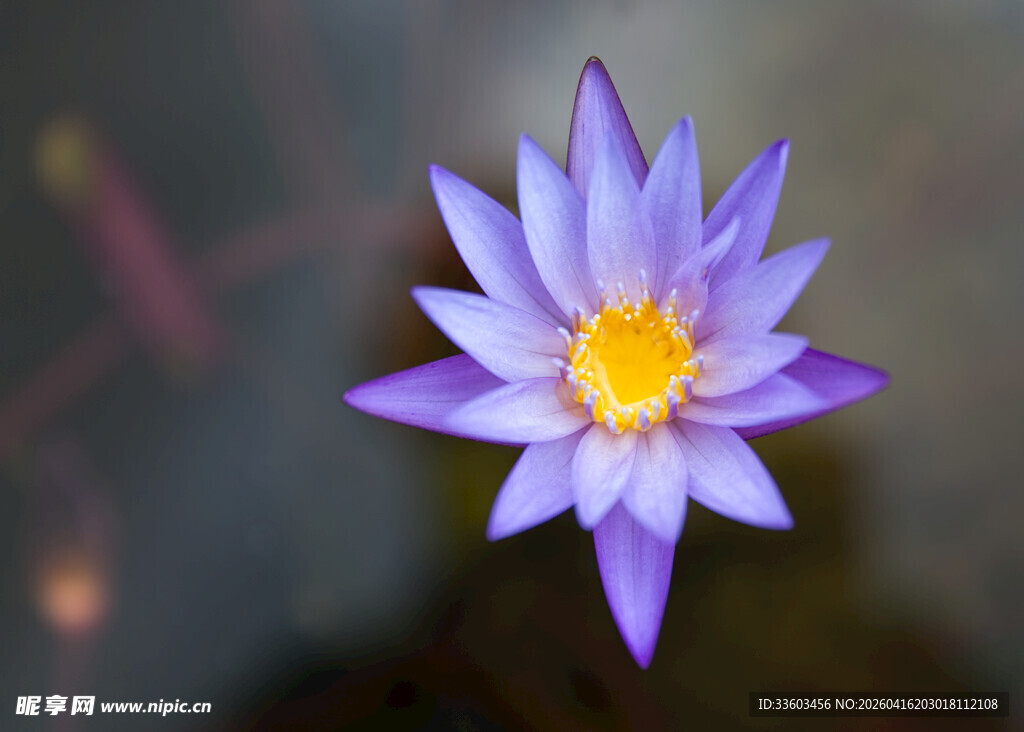 美丽紫睡莲特写