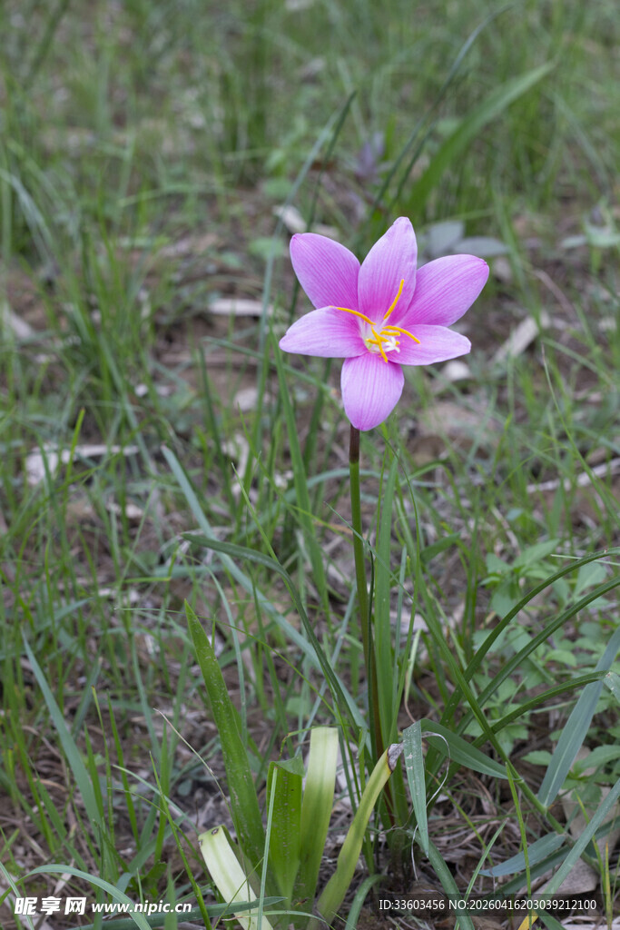 草地上的粉色娇艳小花