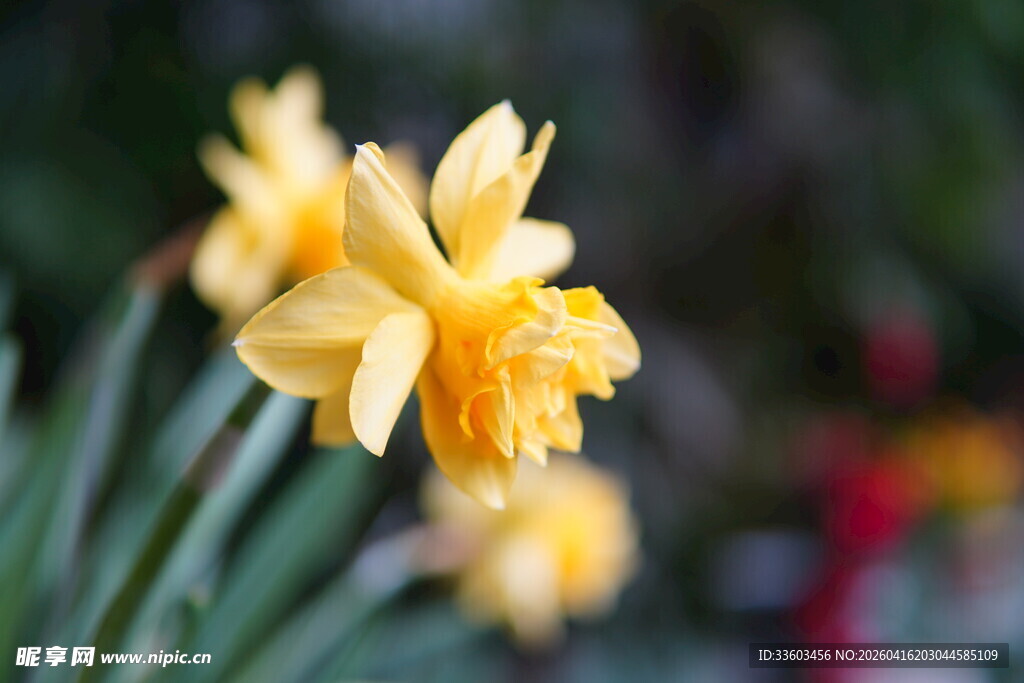 黄色绽放的美丽水仙花