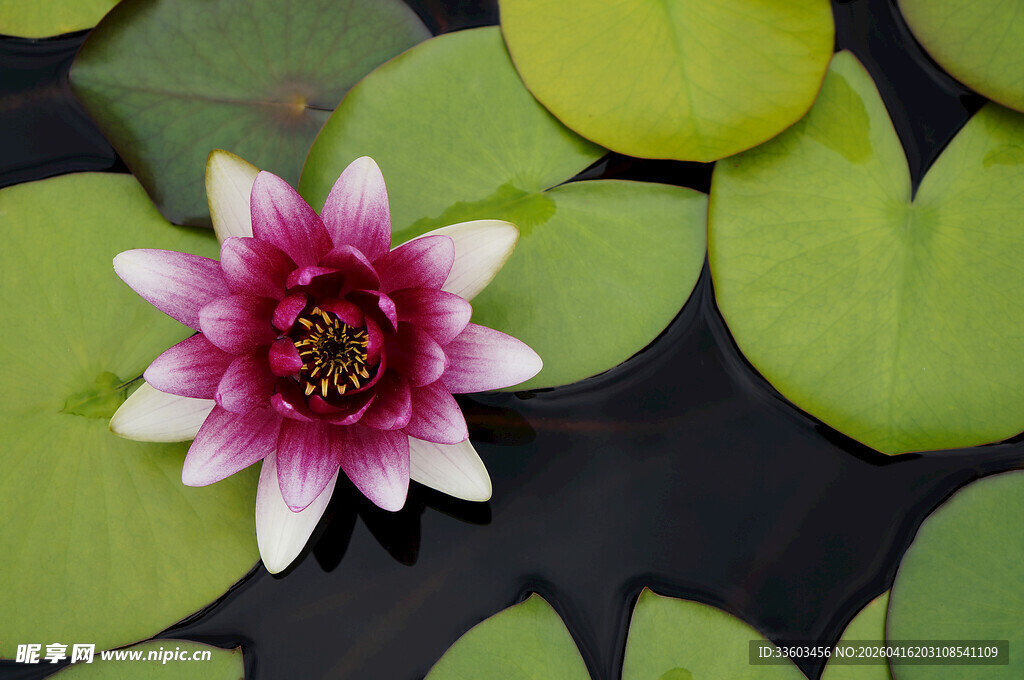 娇艳睡莲绽放于绿叶间