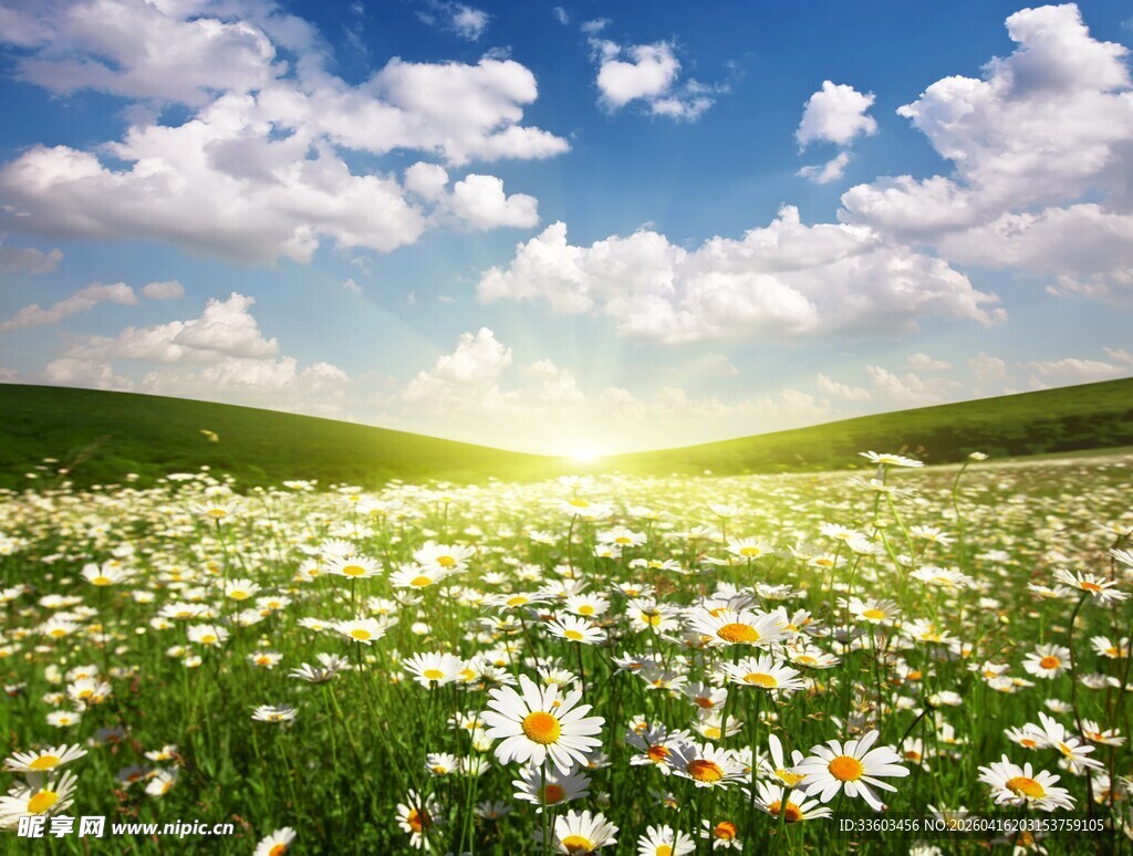 阳光雏菊盛开的美丽原野
