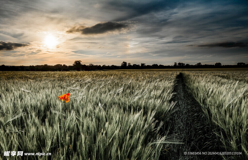 夕阳下的葱郁田野美景