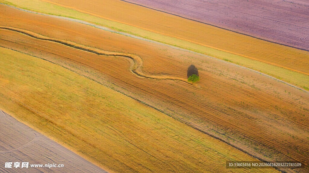 广袤田野中的孤独小树