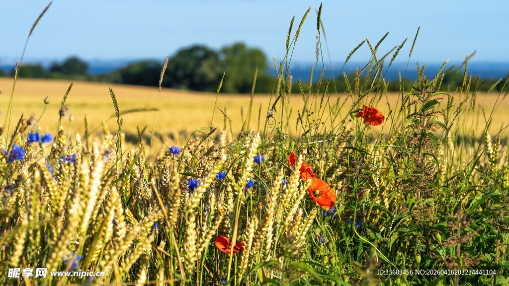田野间盛开的绚烂虞美人