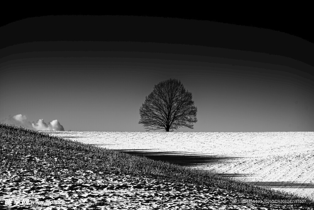 孤独之树立旷野