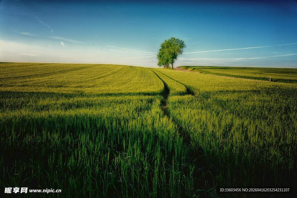 田野孤树间的蜿蜒小径