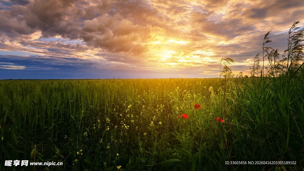 草原上的壮丽日落美景