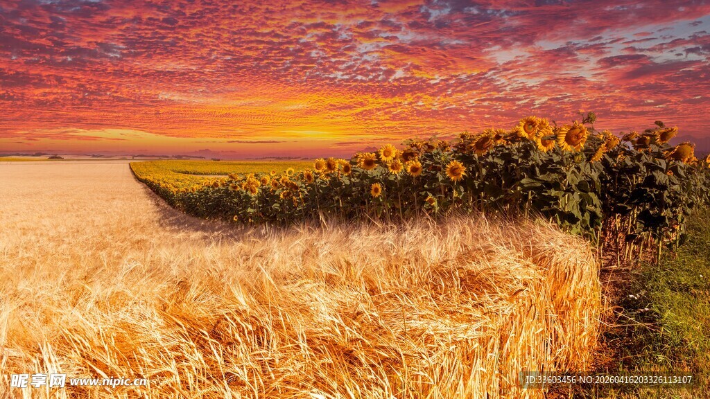 夕阳下的麦田与船只美景