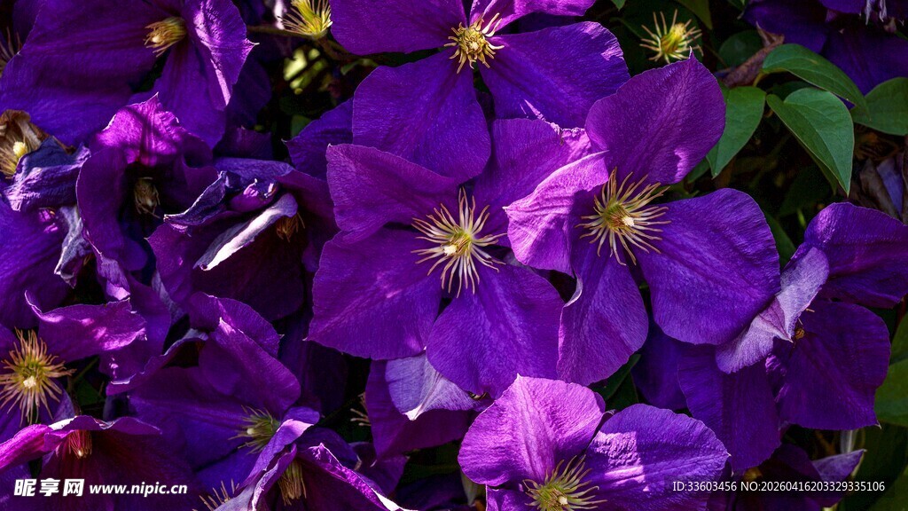 紫色铁线莲绽放