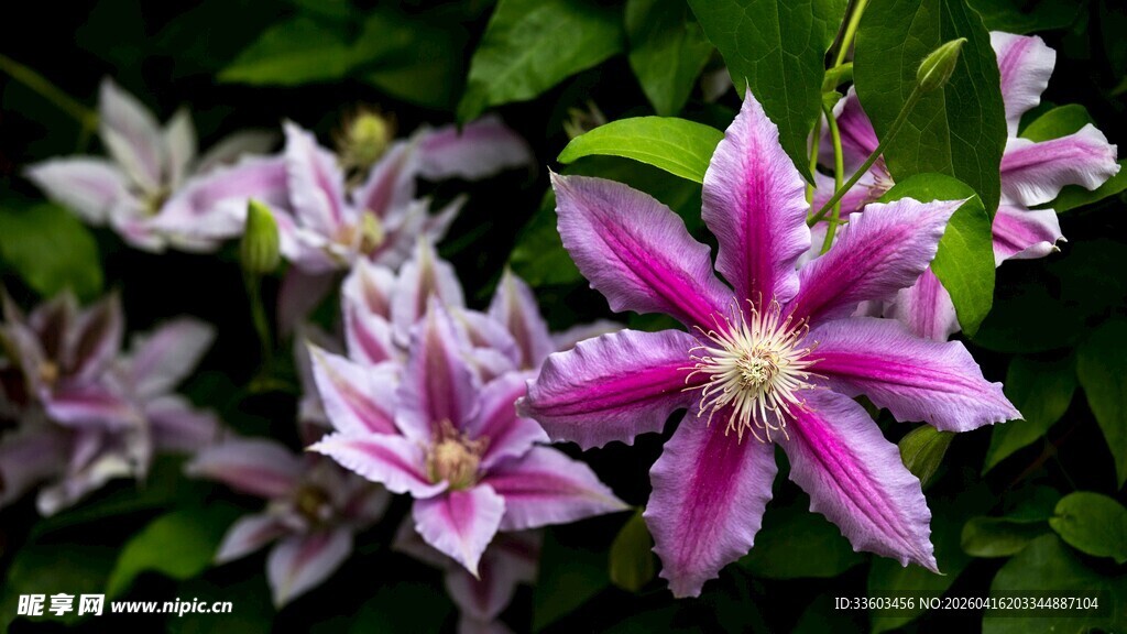 娇艳铁线莲绽放