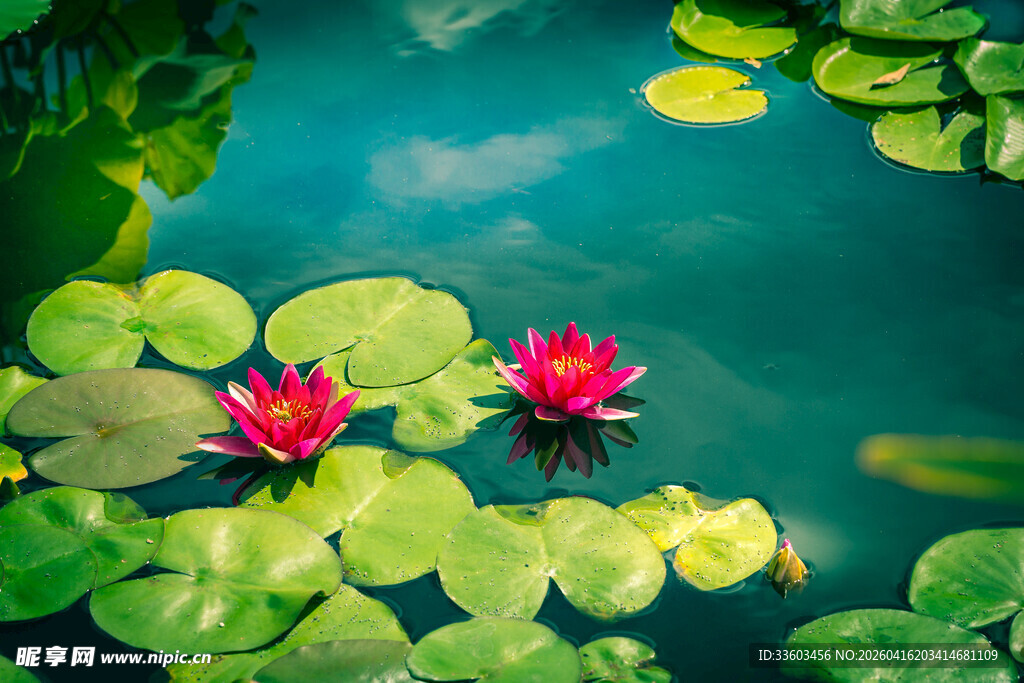 水中红睡莲与翠绿莲叶