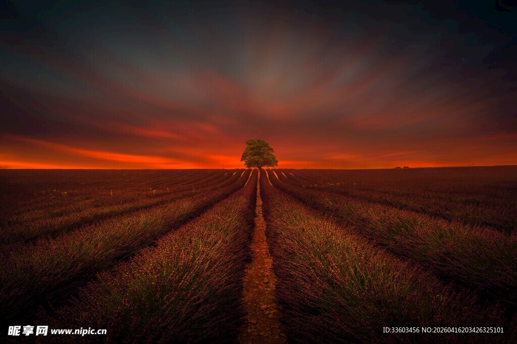 田野孤树的绝美黄昏