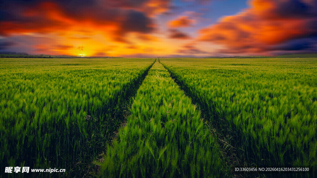 夕阳下的绿野之路