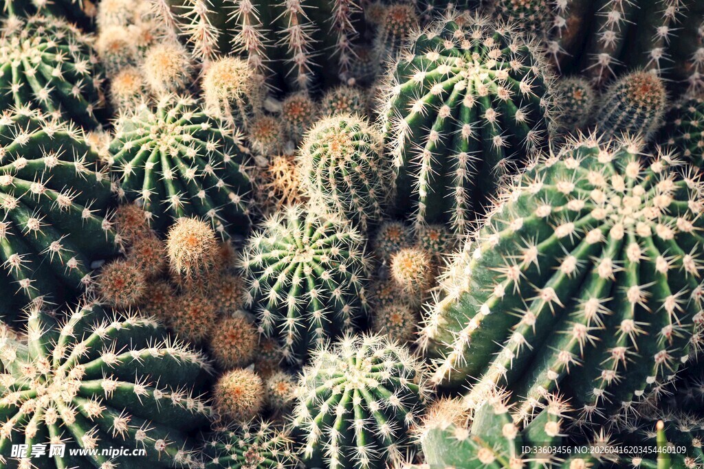 密集排列的仙人球