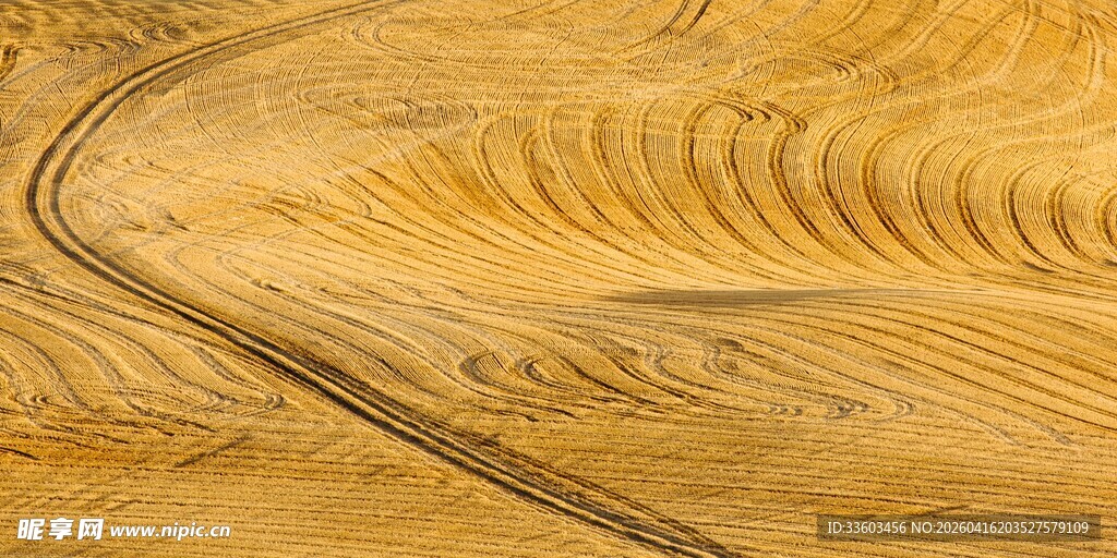 金色田野中的蜿蜒轨迹