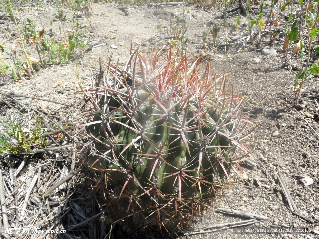 球形仙人掌特写