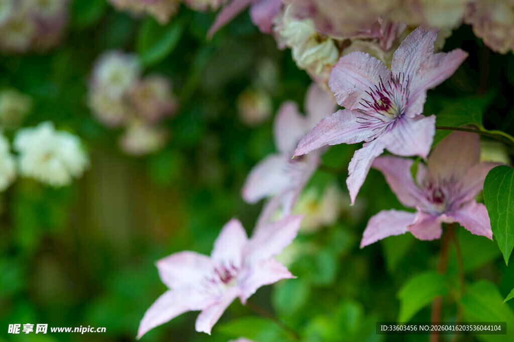 淡紫色铁线莲花朵特写