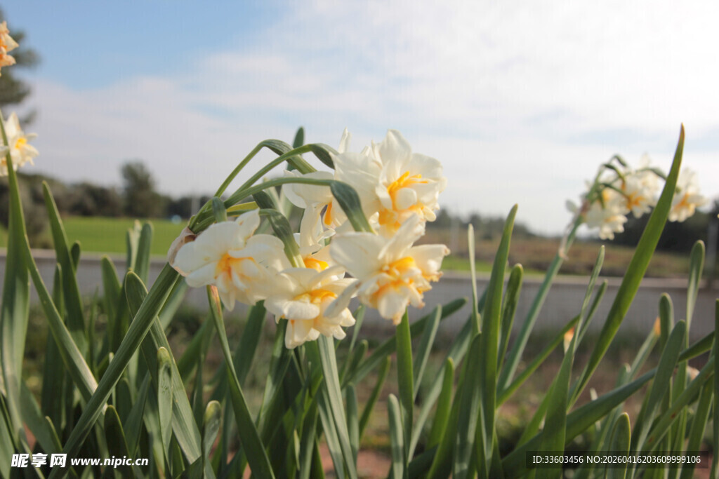 绽放的美丽水仙花
