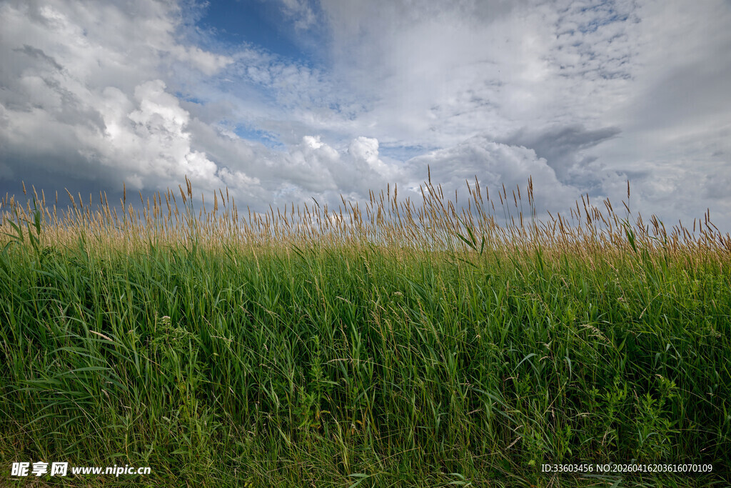 广袤玉米田与蓝天白云