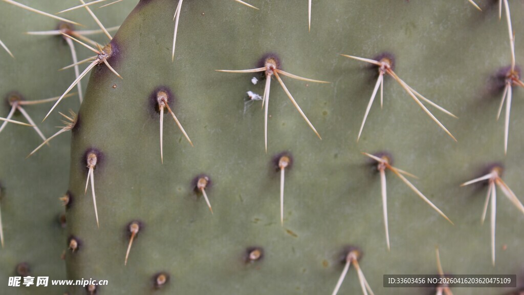 仙人掌刺特写