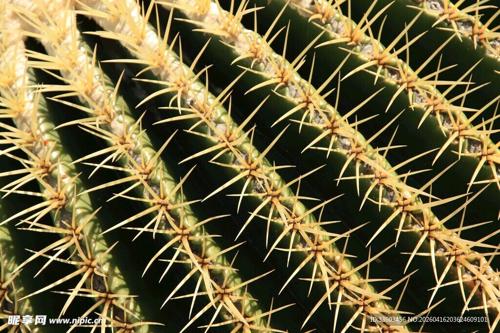 带刺的仙人掌特写