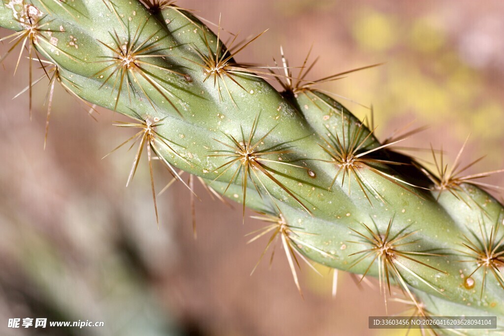 带刺的绿色仙人掌特写