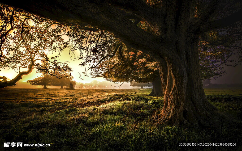 黄昏下的古老大树
