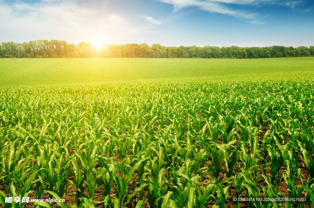 阳光照耀下的翠绿田野