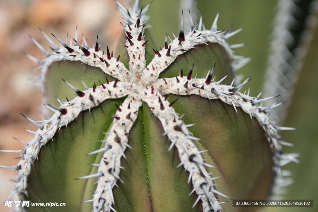 星形仙人掌特写