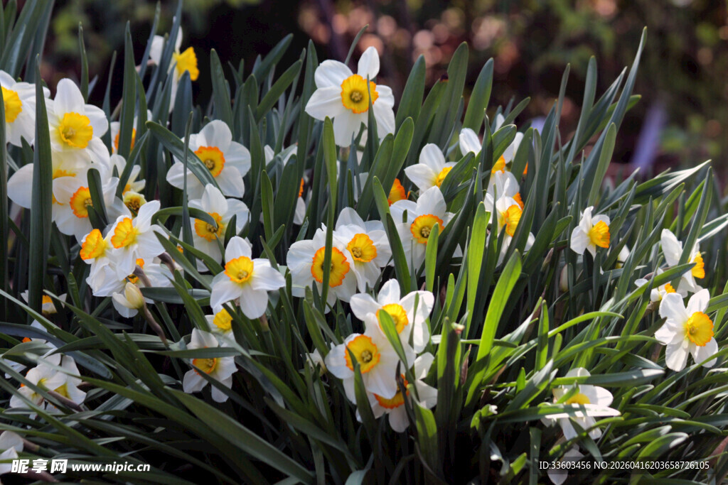 绽放的美丽水仙花