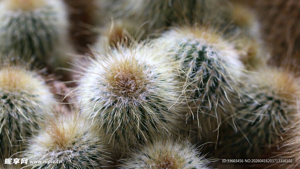 密集丛生的可爱仙人球